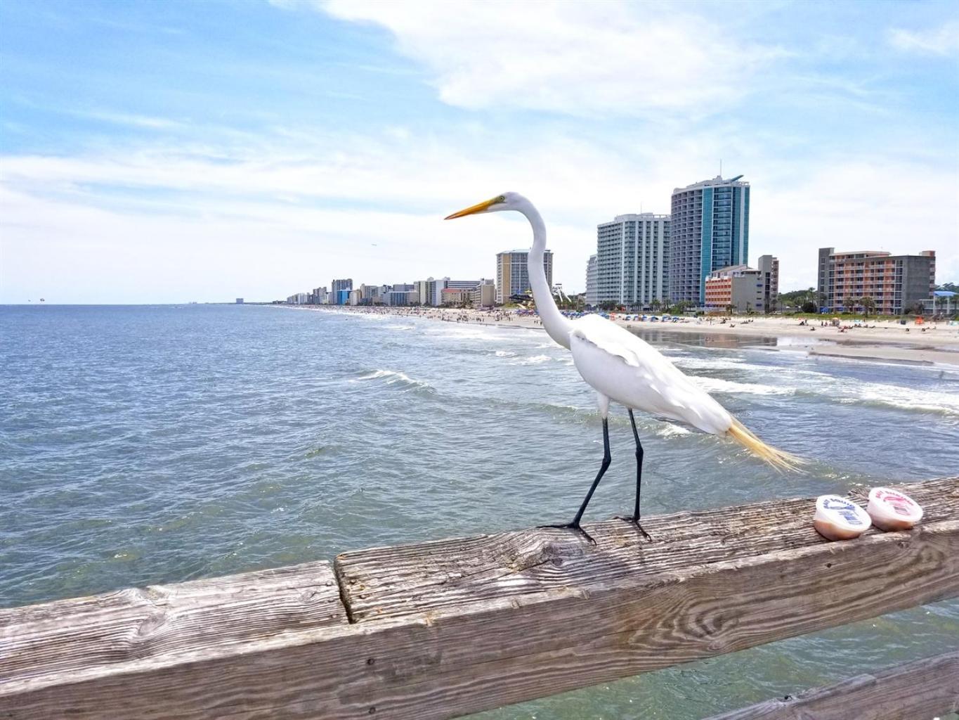 New Amazing Corneramazing Views Honeymoon Suite! Myrtle Beach Luaran gambar